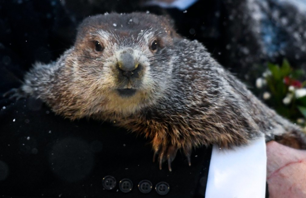 Phil the groundhog